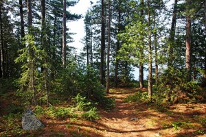 Temagami Island Campsite